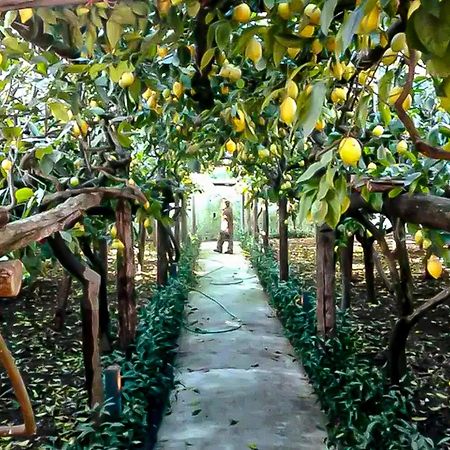 Limoneto Di Anna Villa ไมยอรี ภายนอก รูปภาพ