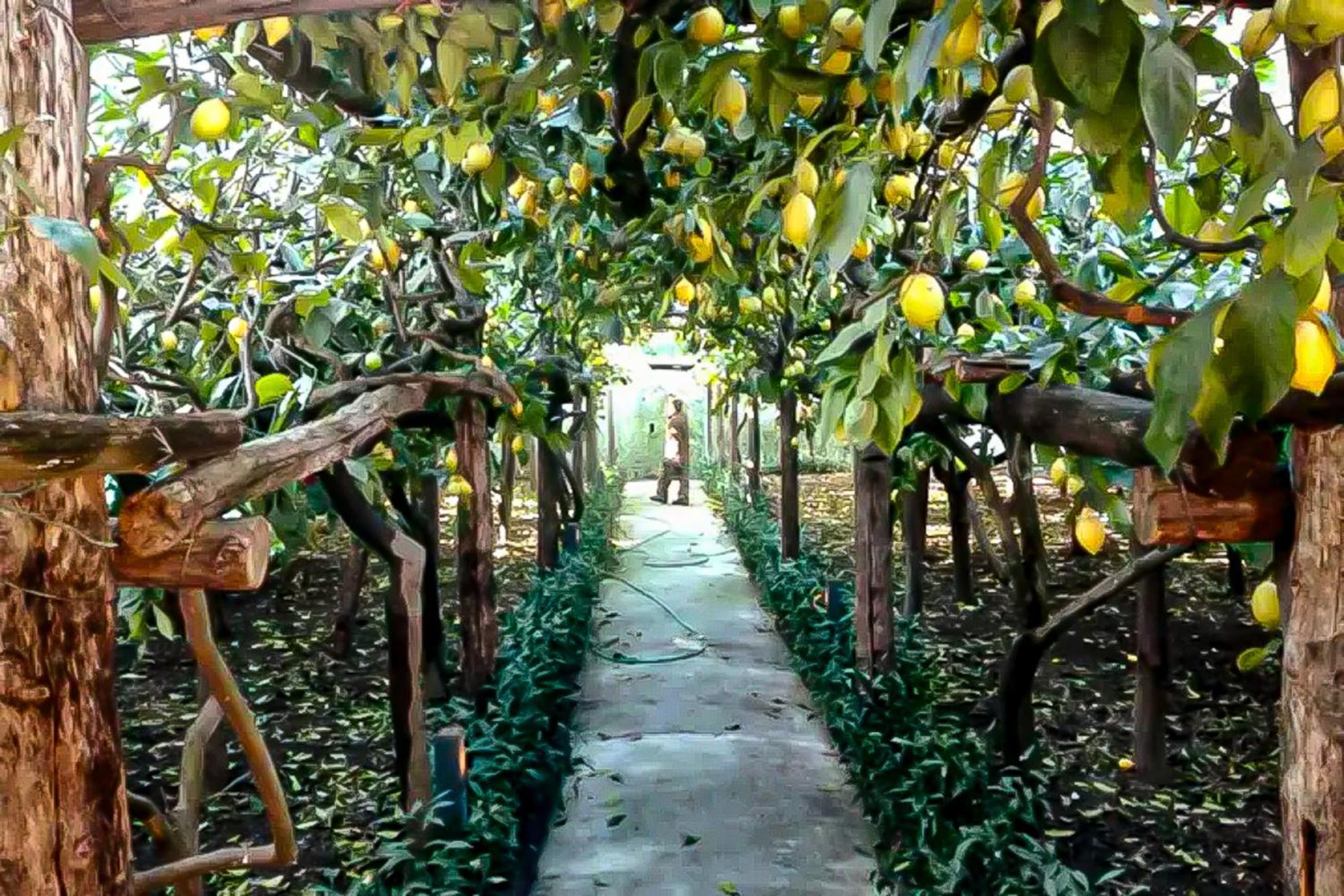 Limoneto Di Anna Villa ไมยอรี ภายนอก รูปภาพ